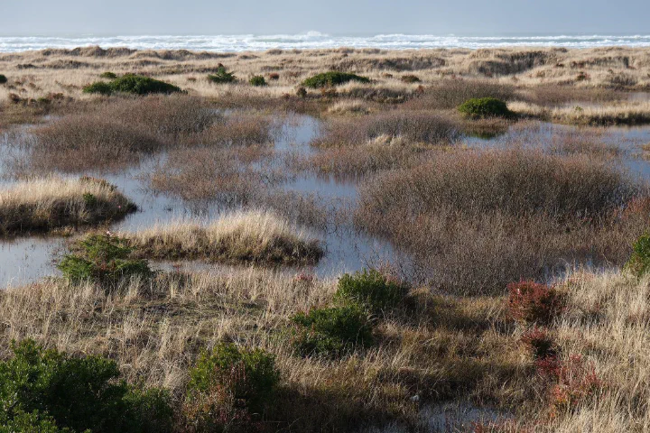 Ocean Shores scenery
