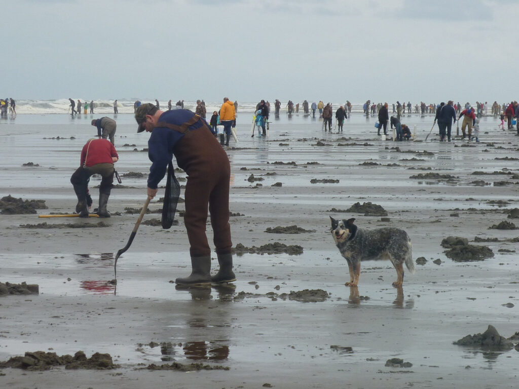 People razor clamming on the Washington coast beach at low tide