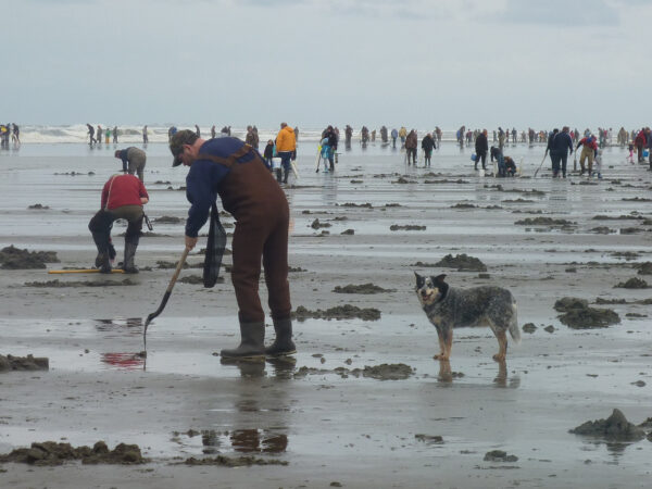 People razor clamming on the Washington coast beach at low tide