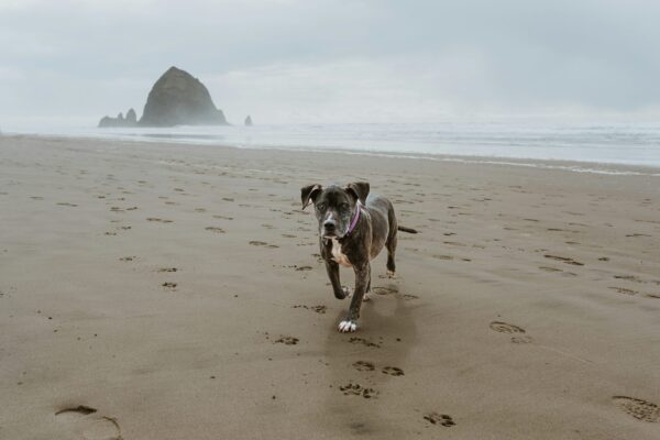 Happy dog running on a Pacific Northwest beach with sea stack in background